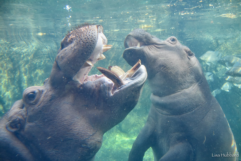 hippos underwater