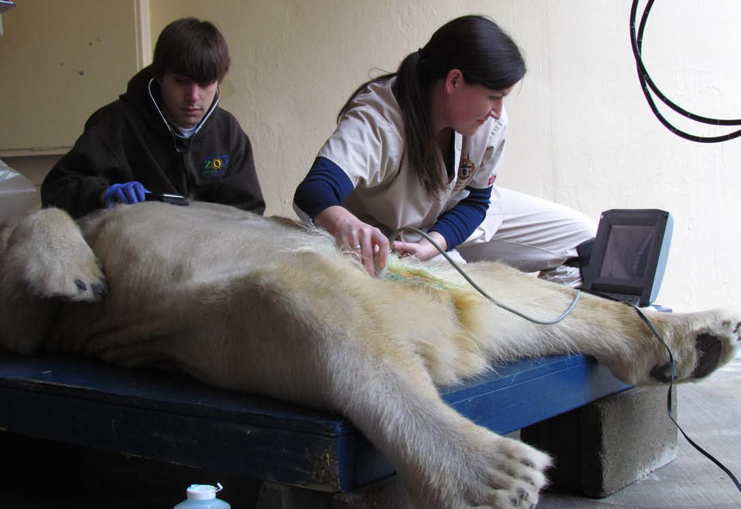 Zoo’s CREW Helps Polar Bears