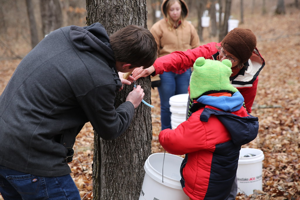An adult in a grey jacket attaching a plastic tube to a maple tree as a child in a red coat and green hat holds a large white bucket under to catch maple sap.