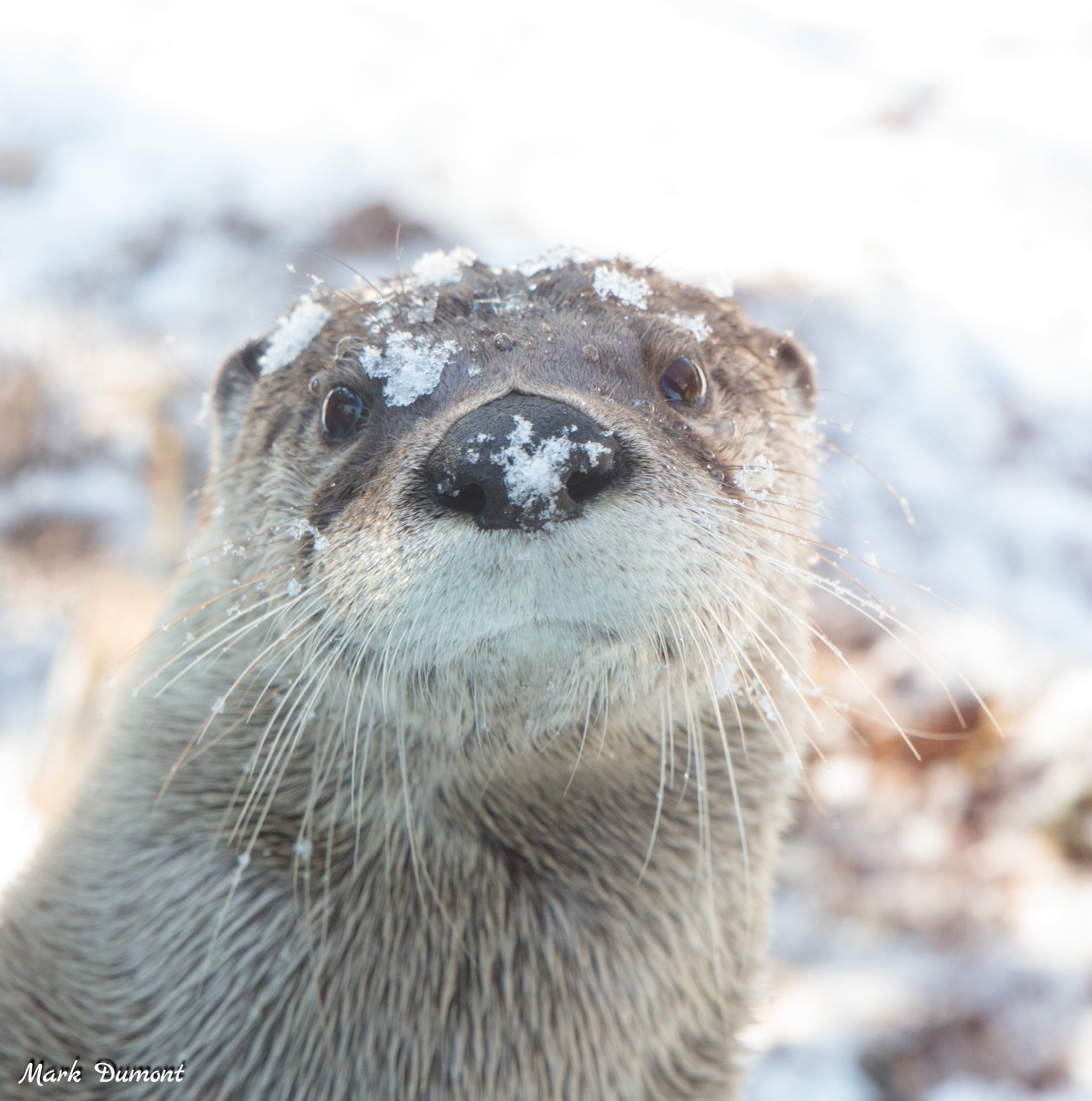 otter with snow on nose