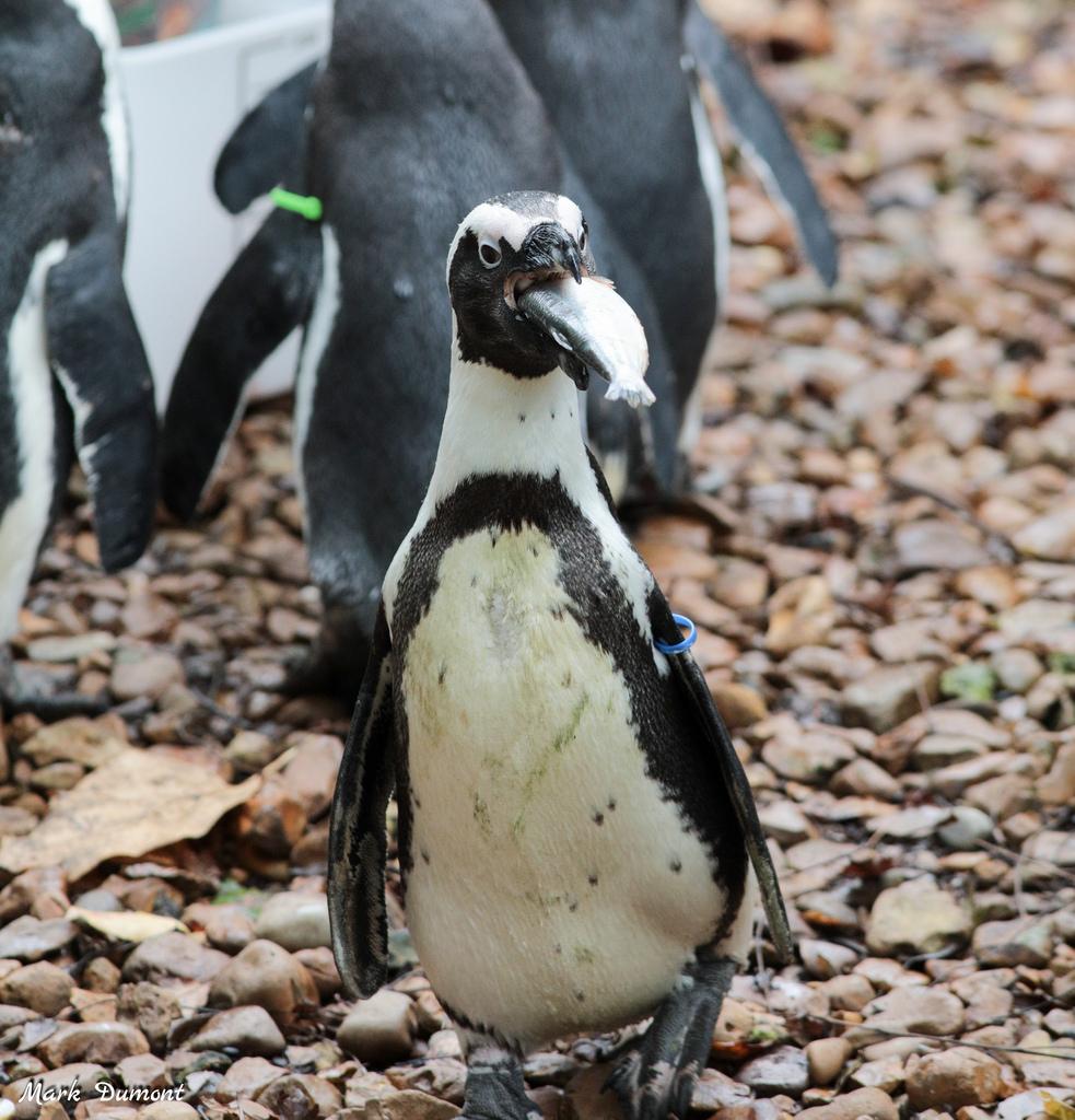 african penguin eating fish