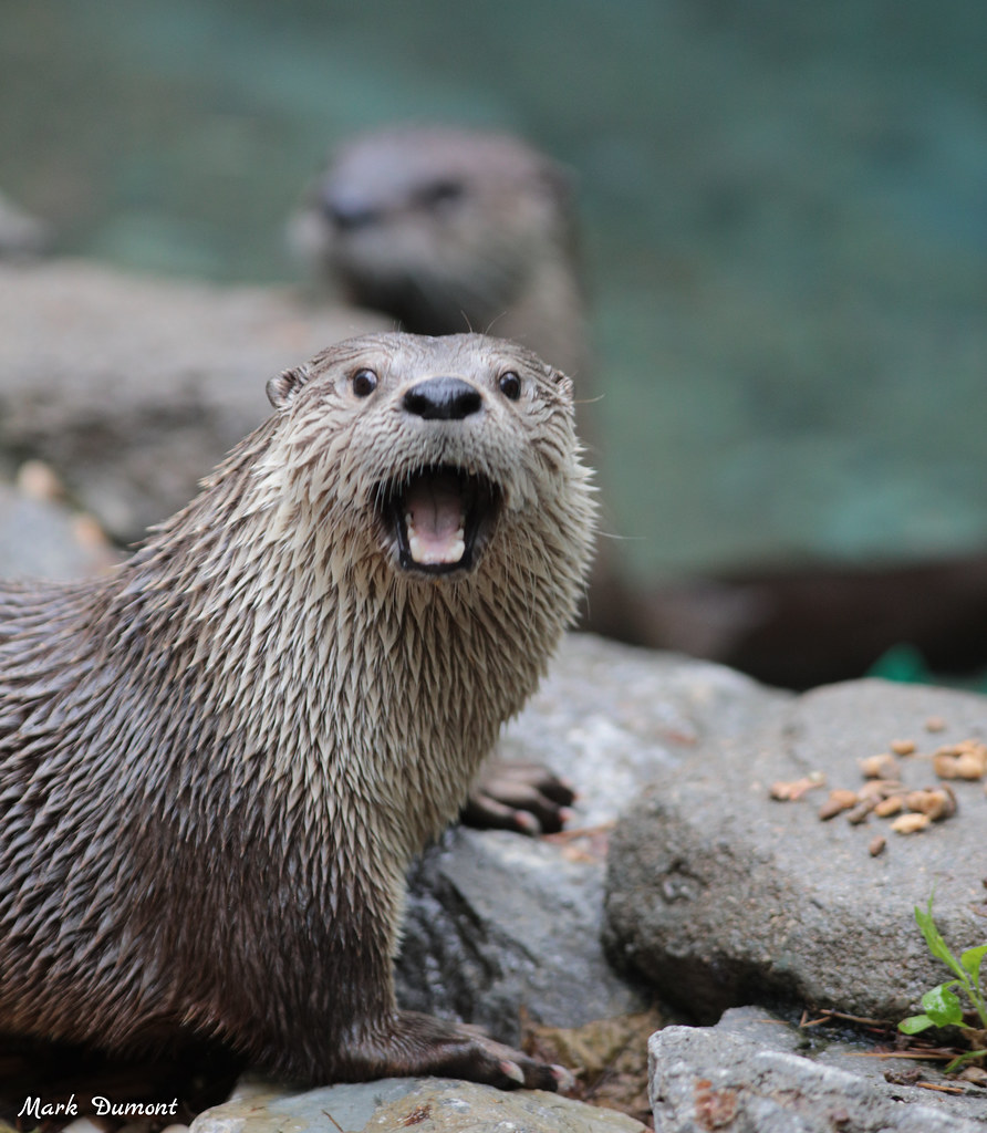 otter with mouth open