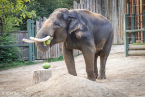 sabu asian elephant eating watermelon