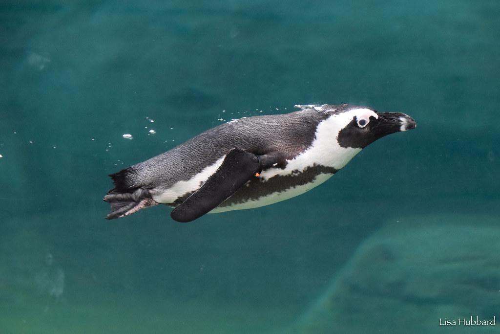 african penguin swimming