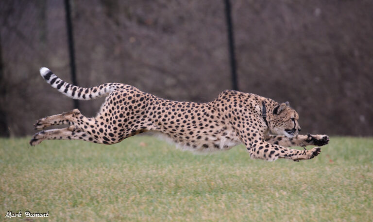 cheetah running