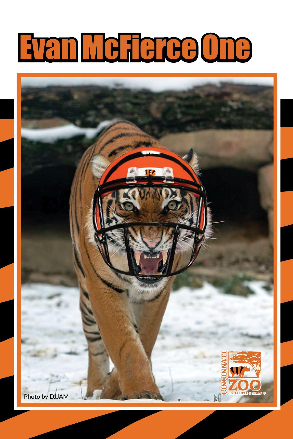 bengal tiger sports card