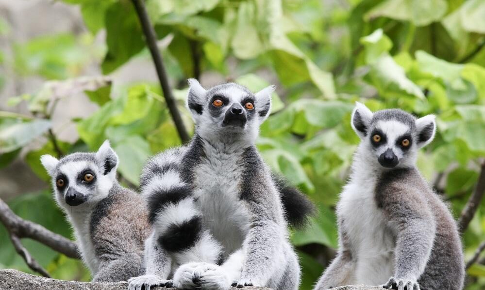 ring tailed lemurs outside