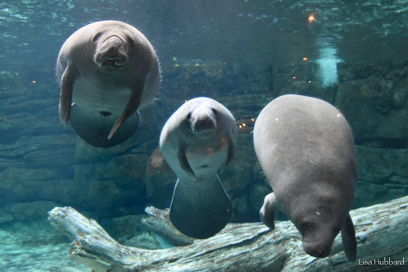 3 manatees swimming
