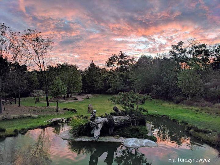 sunset zoo outside africa trees exhibit lake water