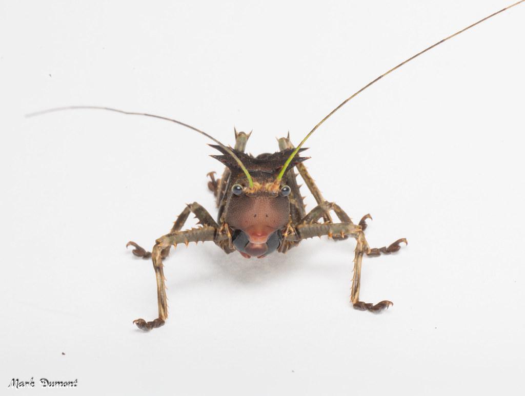 dragon headed katydid