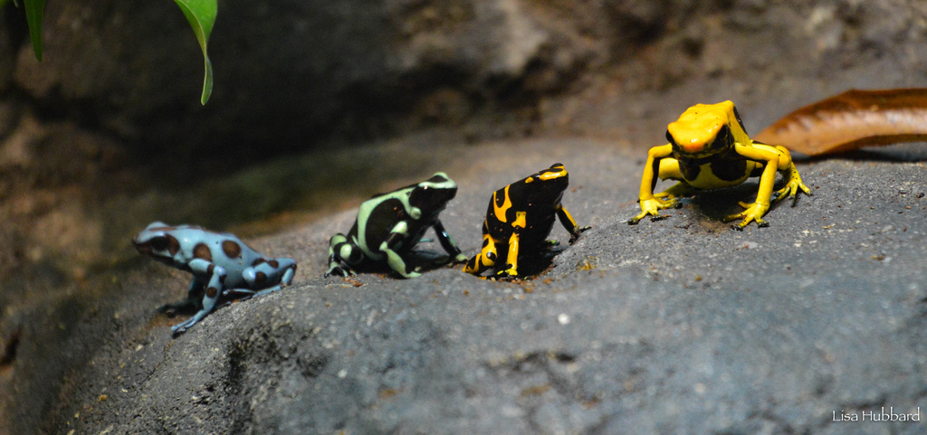poison dart frogs