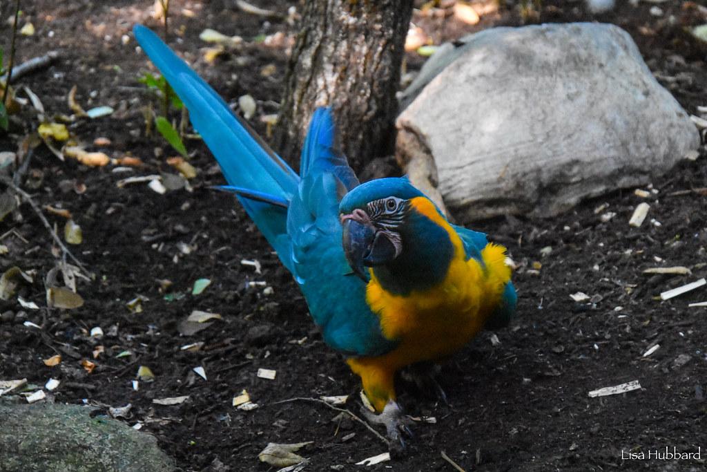 harley macaw