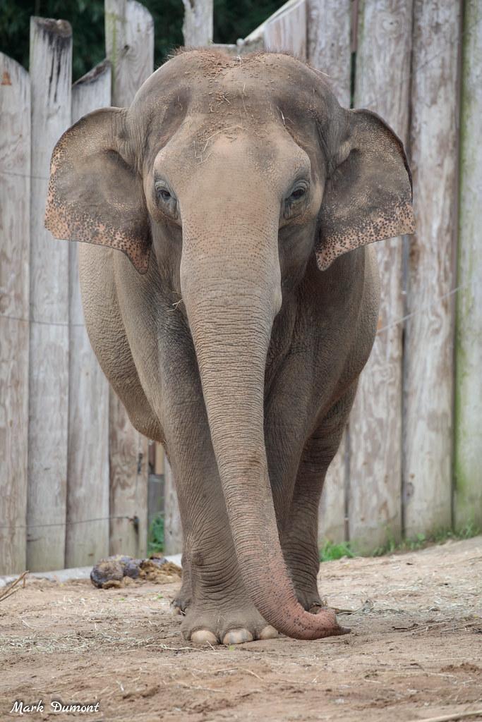 mai thai asian elephant