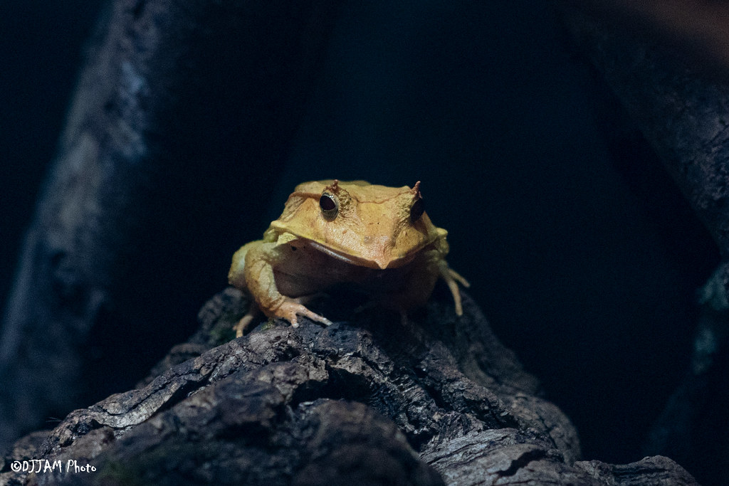 solomon island leaf frog