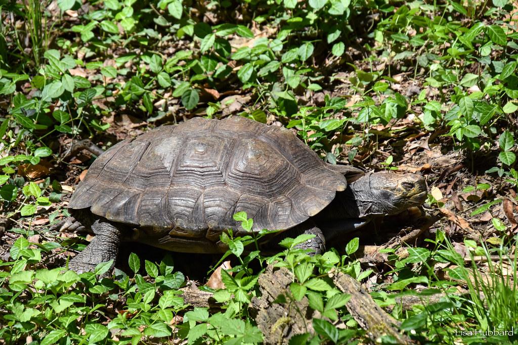 tortoise in grass