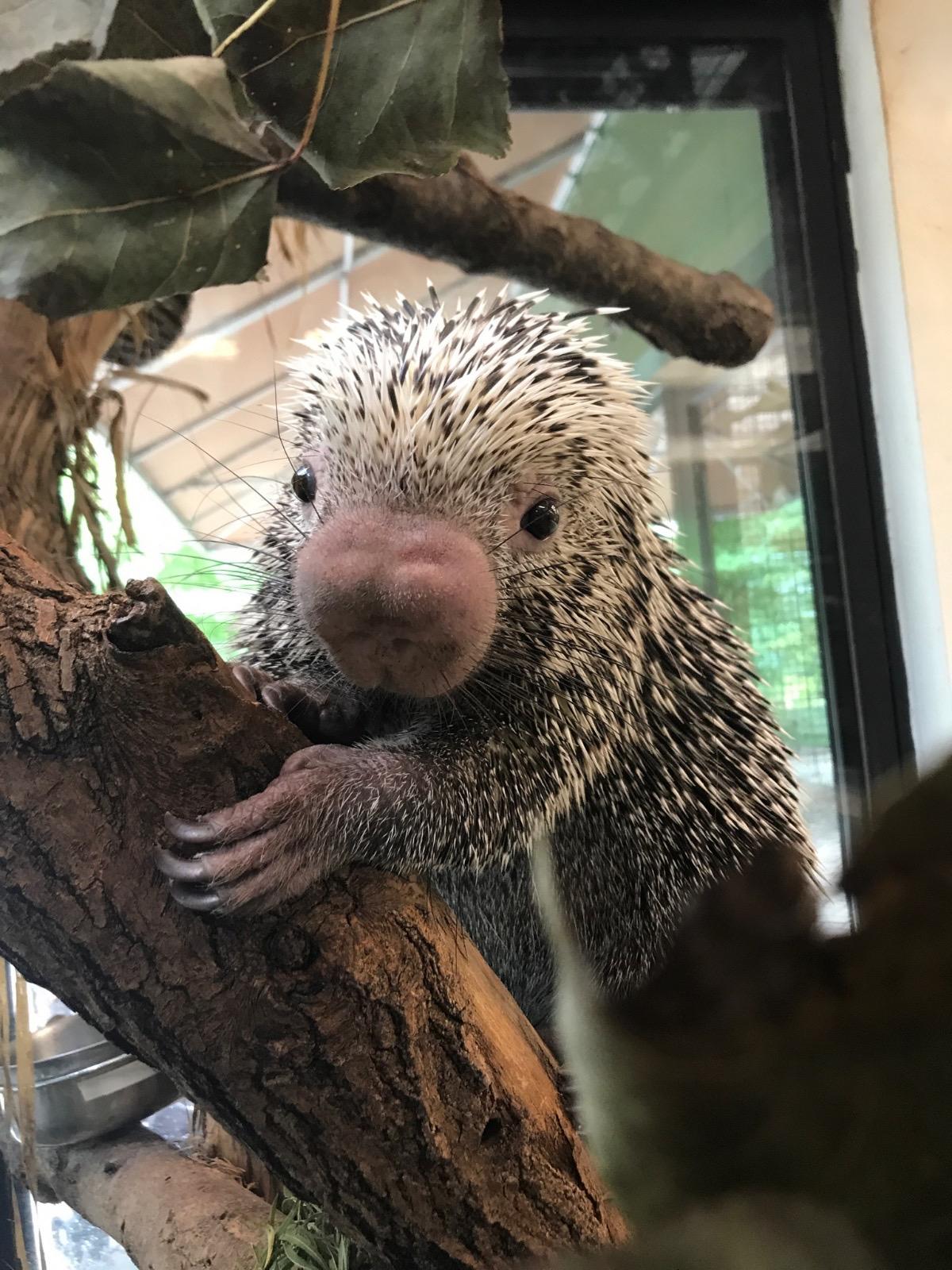 rico porcupine