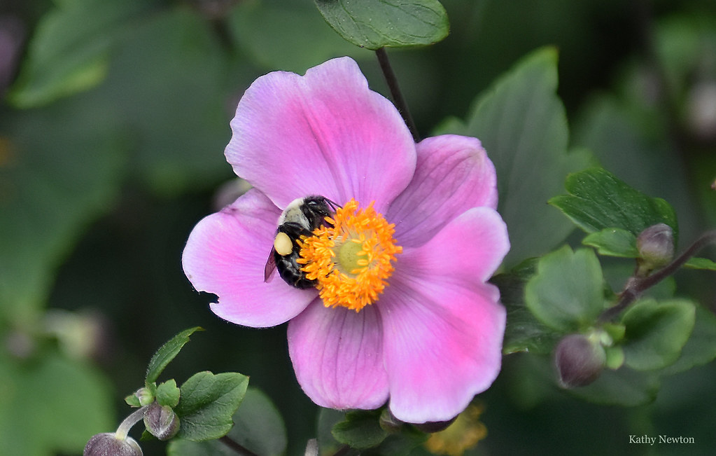 Top 10 Pollinator Plants of 2022