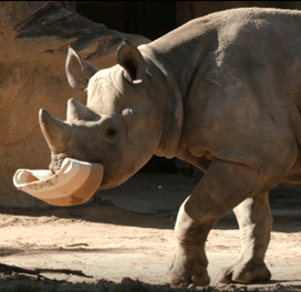 black rhino holding a novel object