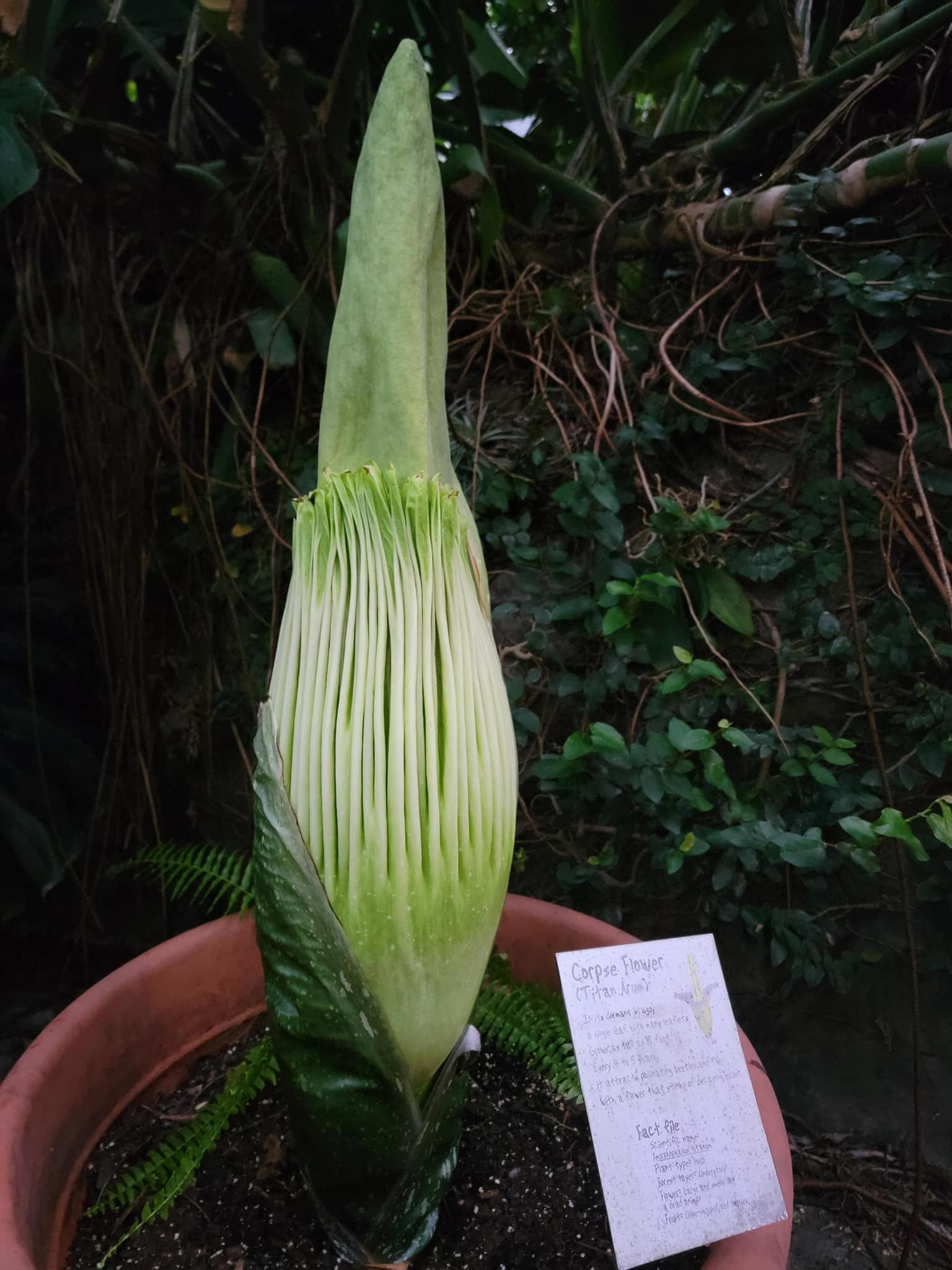 Corpse Flower Ready to Bloom Cincinnati Zoo & Botanical Garden