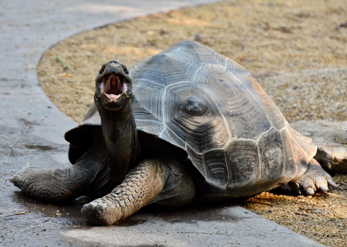 galapagos tortoise on land