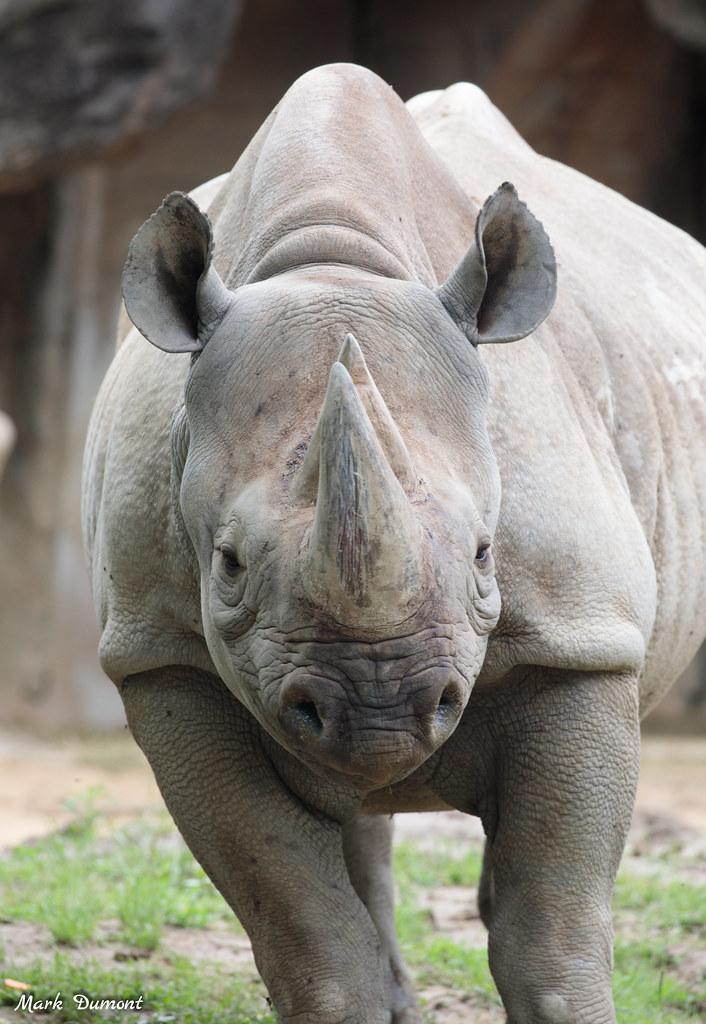 Zoo and Museum Center Unlocking Secrets Found in Rhino DNA
