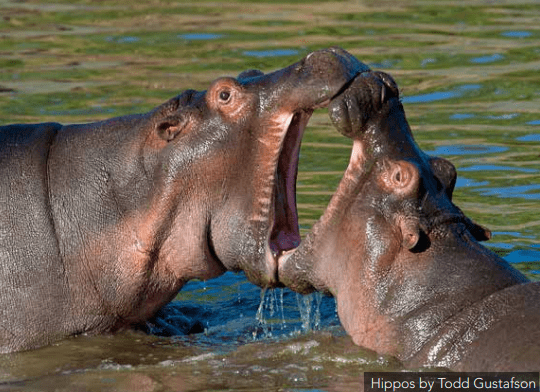 tanzania hippos open mouths