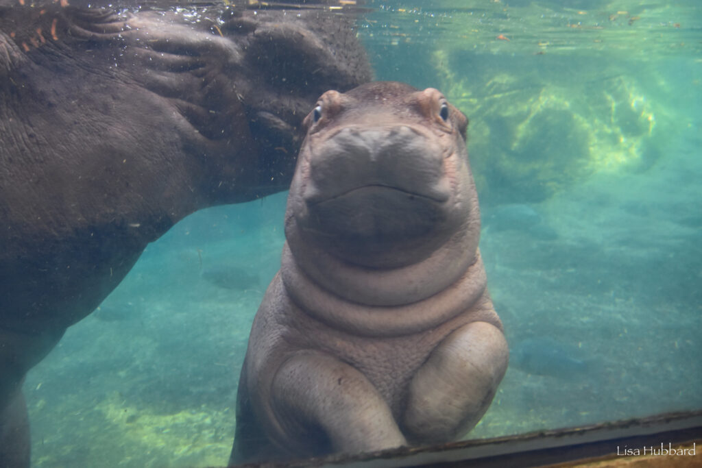 Get a Chance to Meet All 4 Hippos - Cincinnati Zoo & Botanical Garden