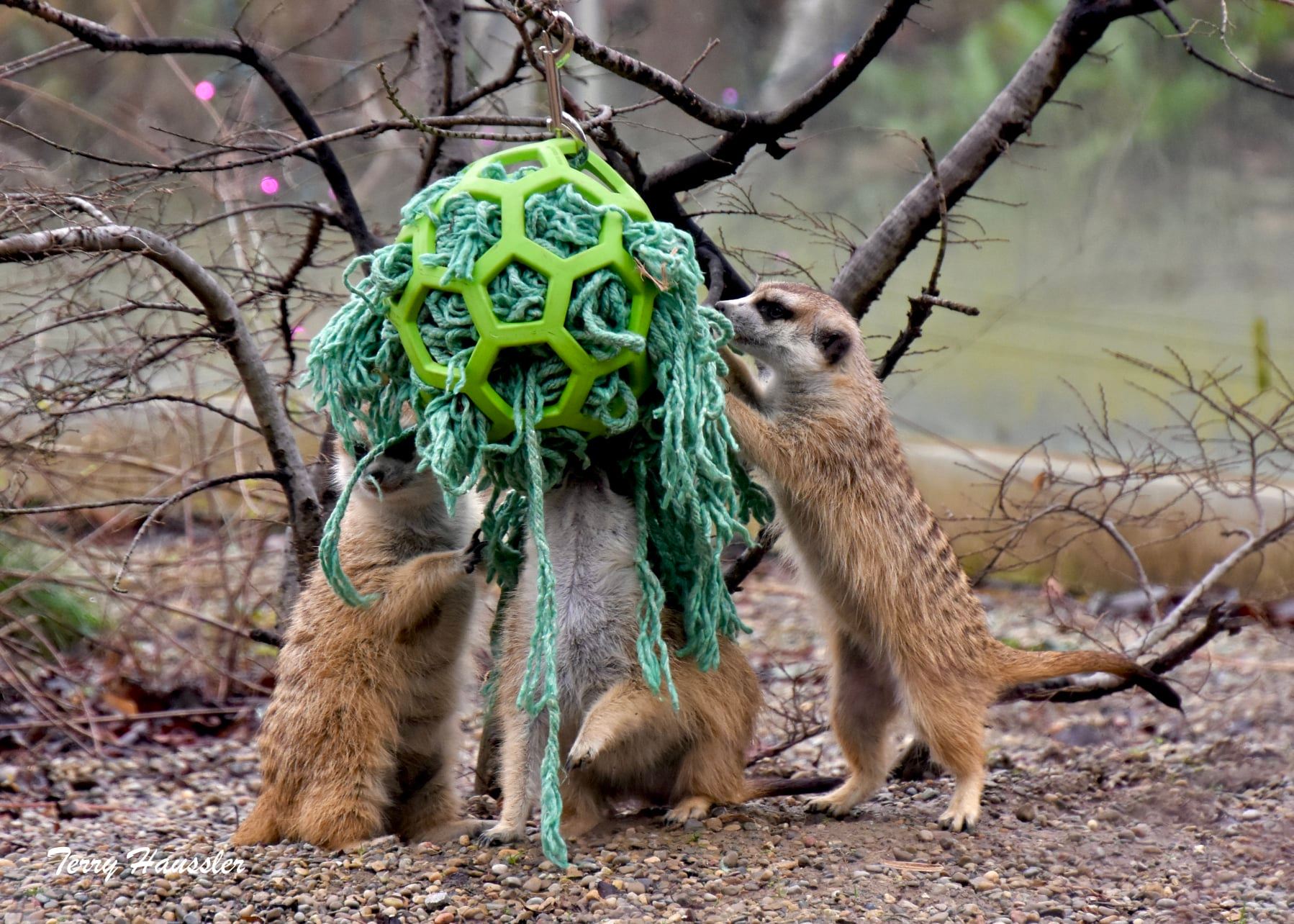 meerkats investigating enrichment toy