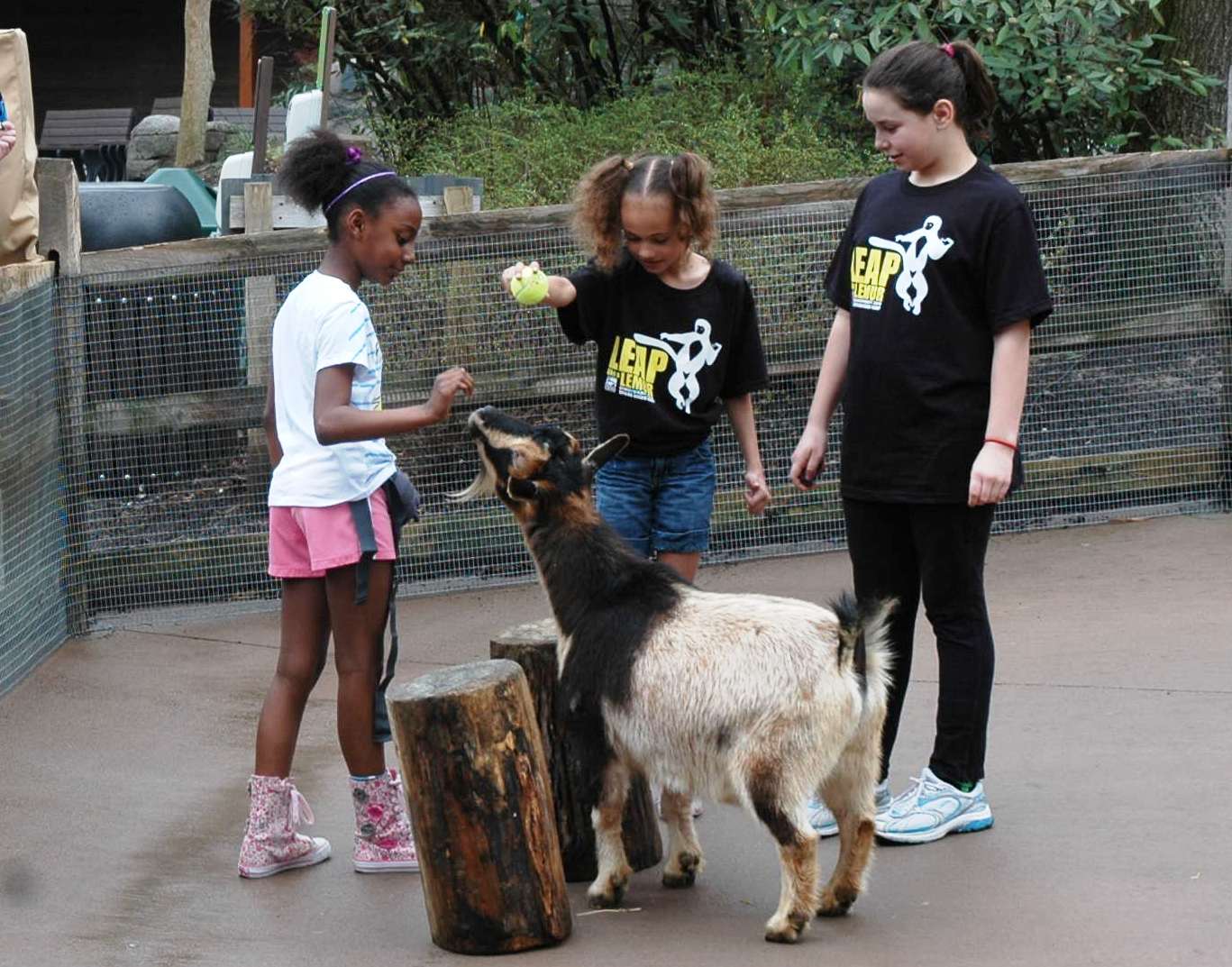 three children looking at goat
