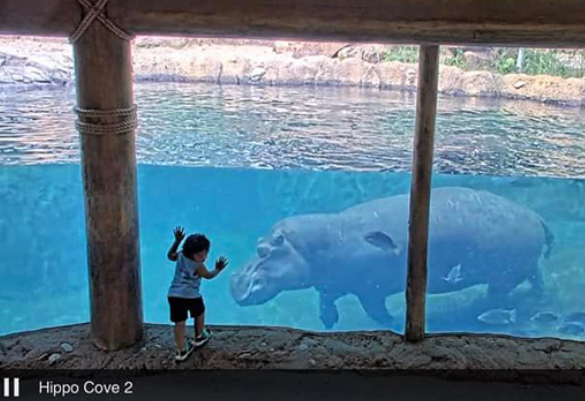 virtual membership live hippo cam showing a litlte boy looking at hippo