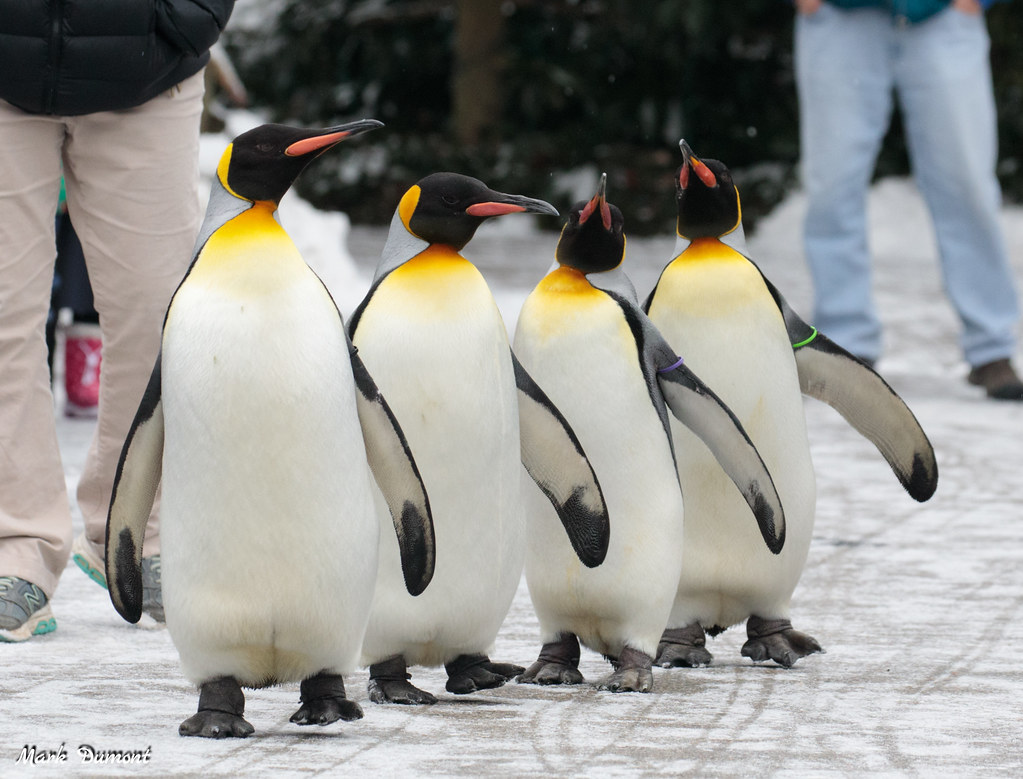 king penguins walking during penguin parade