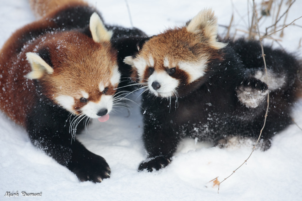 red pandas playing in the snow