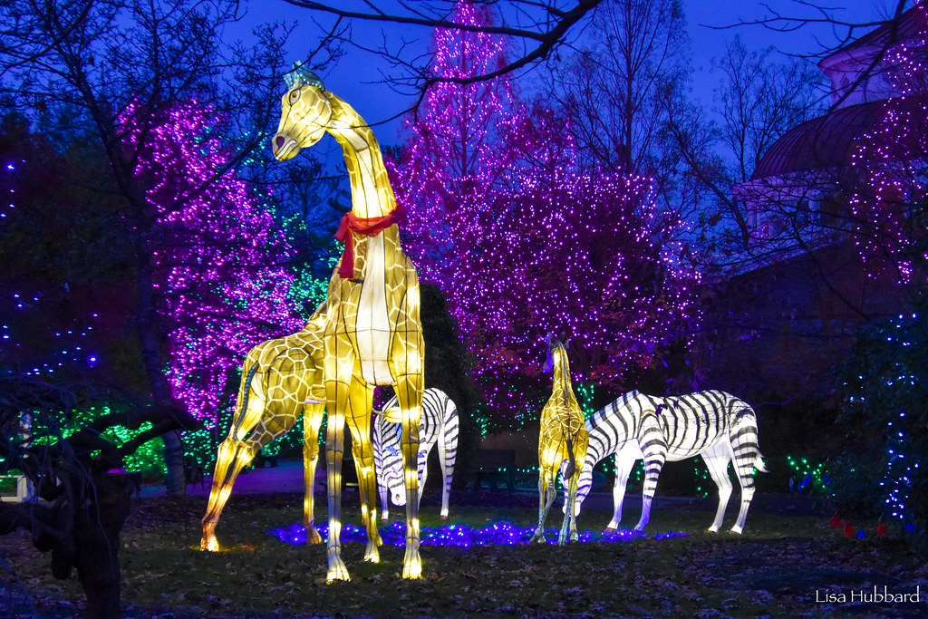 fesitval of lights giraffe and zebra lanterns at night