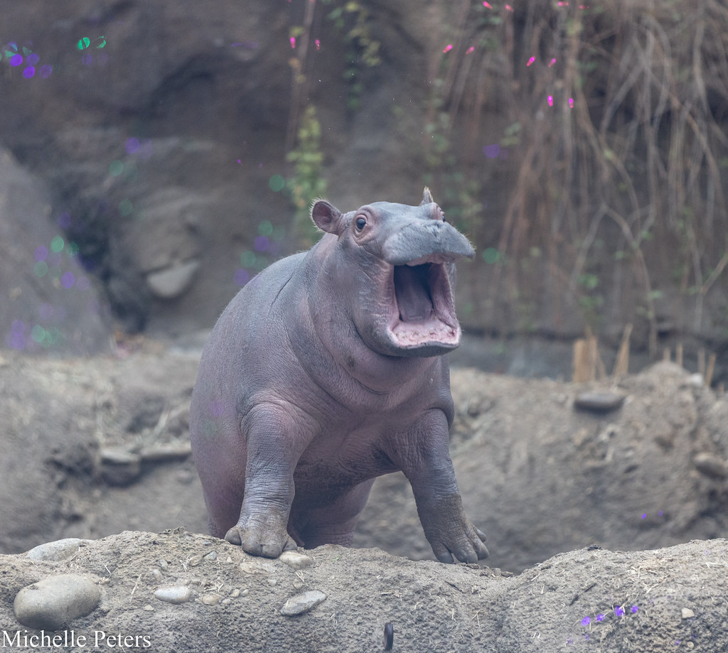 fritz the baby hippo with mouth open on land