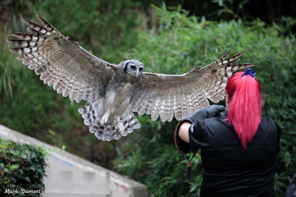 ori milky eagle owl flying towards keeper keri ann's arm