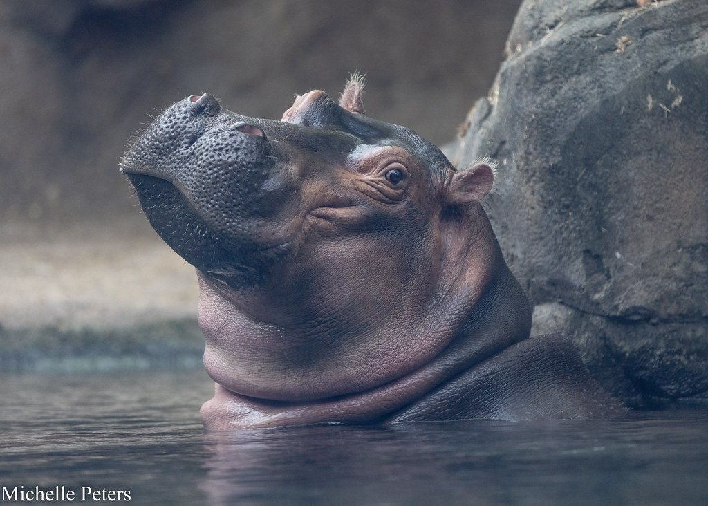 fiona the hippo in the water with her head out looking at the camera