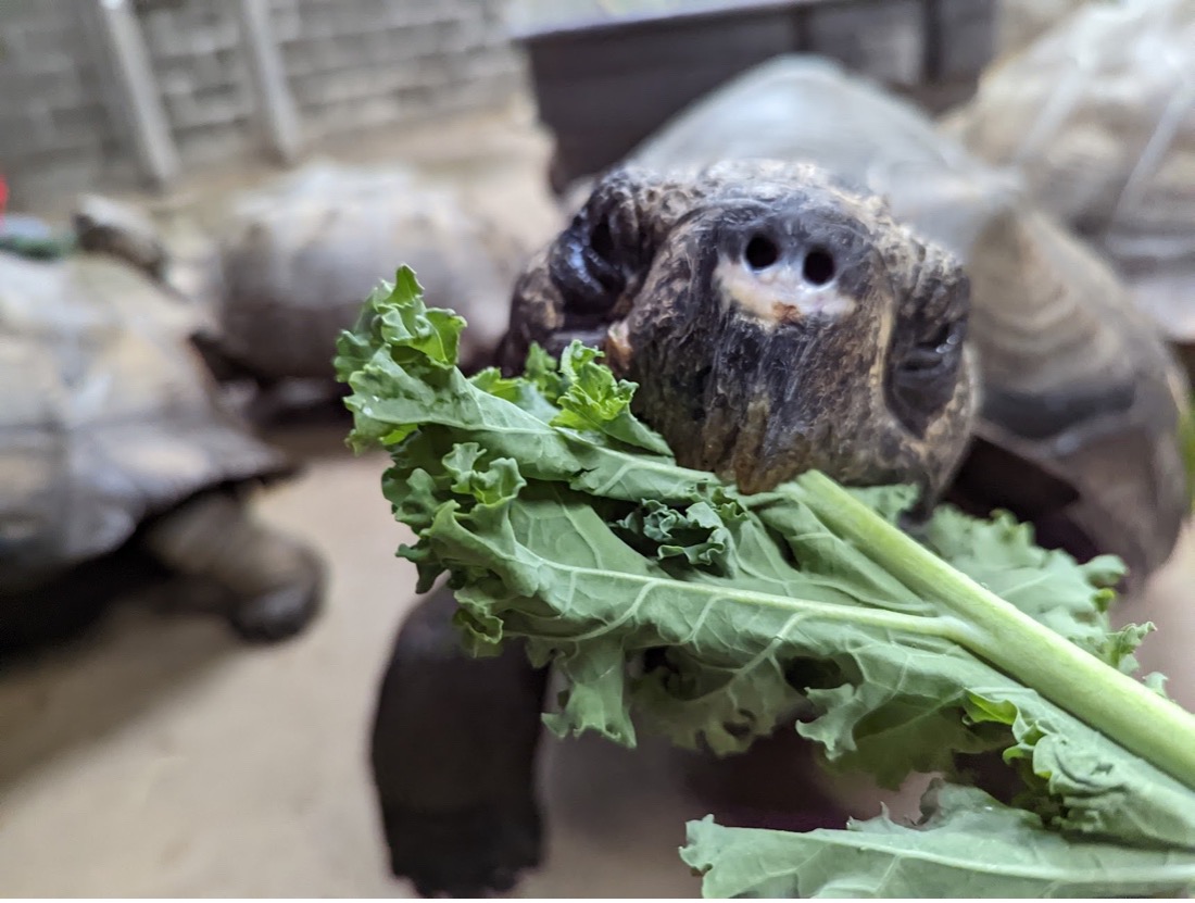 galapagos tortoise eating greens