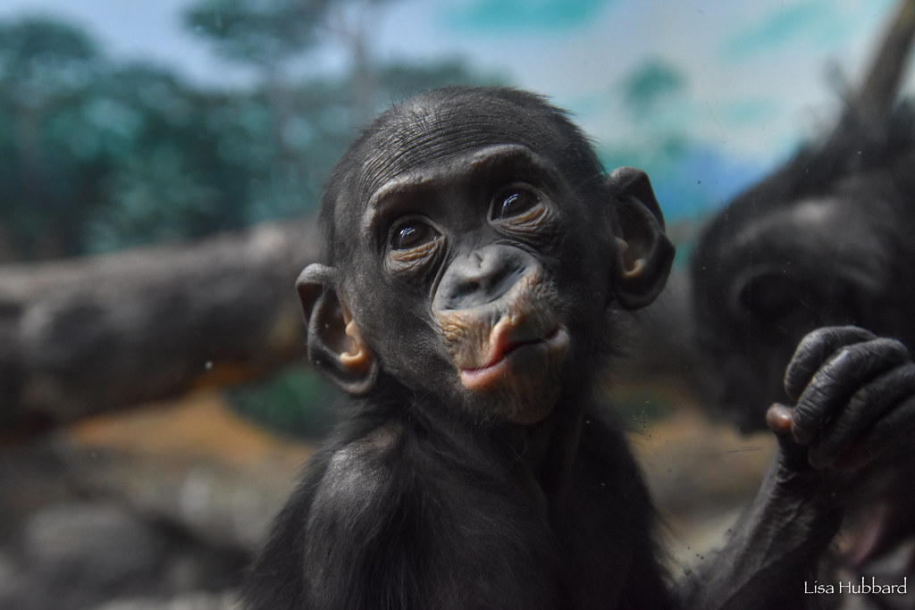 Bonobo