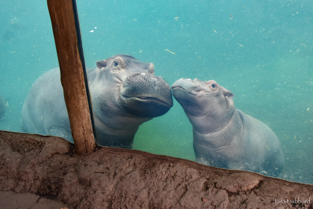 two hippos nose to nose underwater