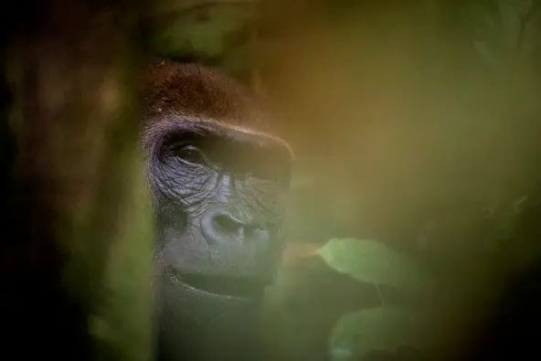 gorillas in congo