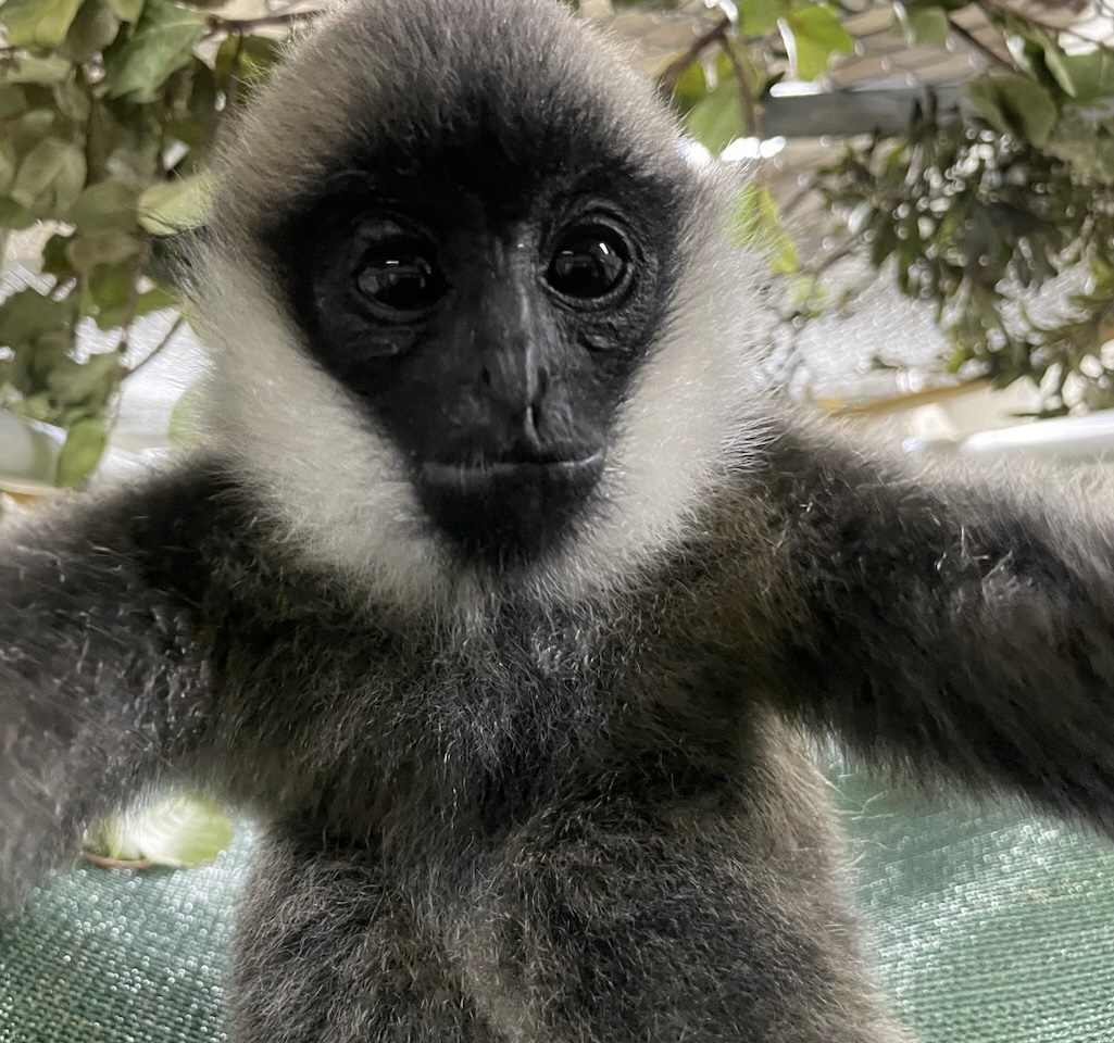 Welcome, Baby Gibbon