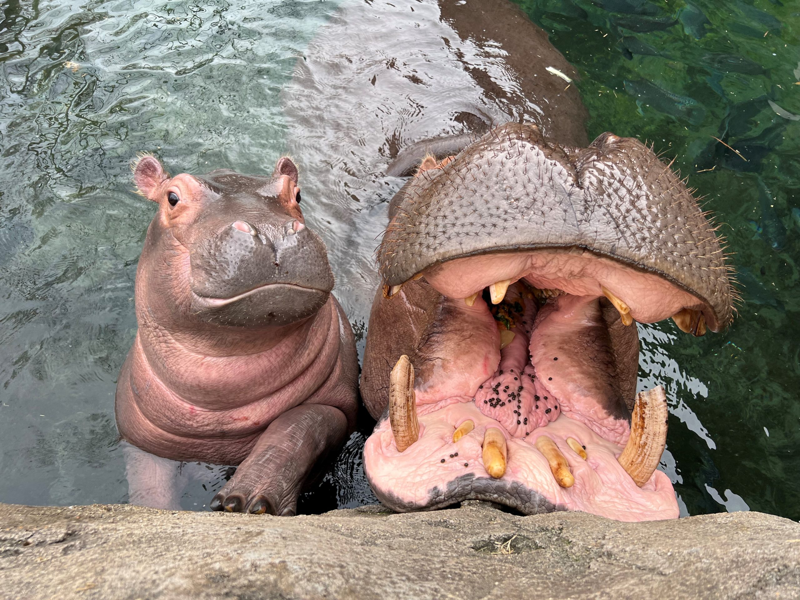 hippos fritz and bibi looking up at the camera from the water