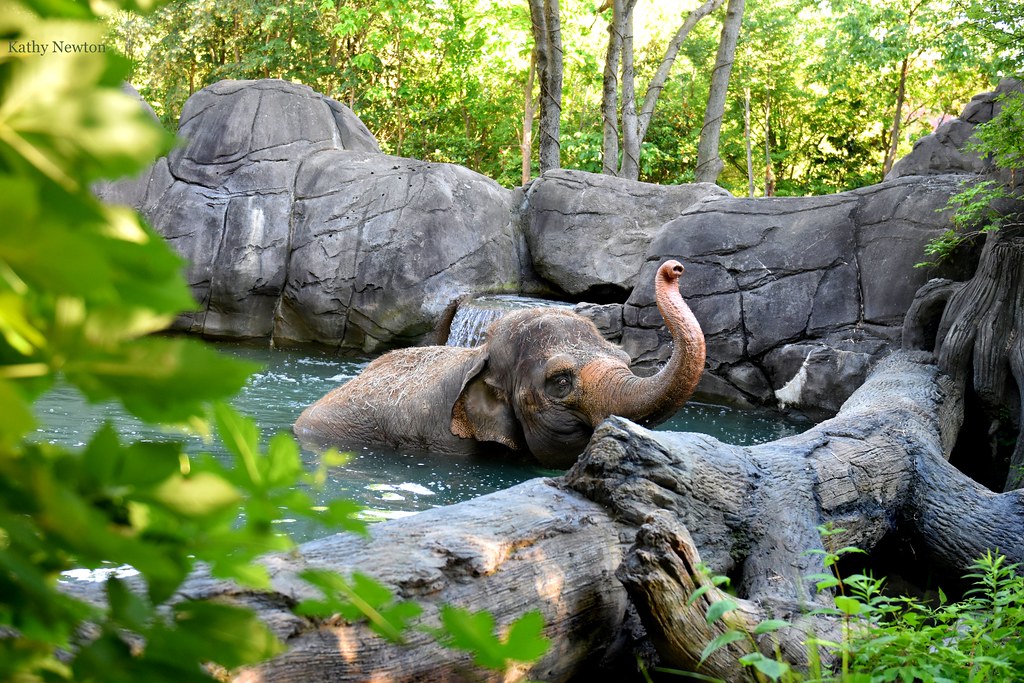 elephant in pool with trunk riased