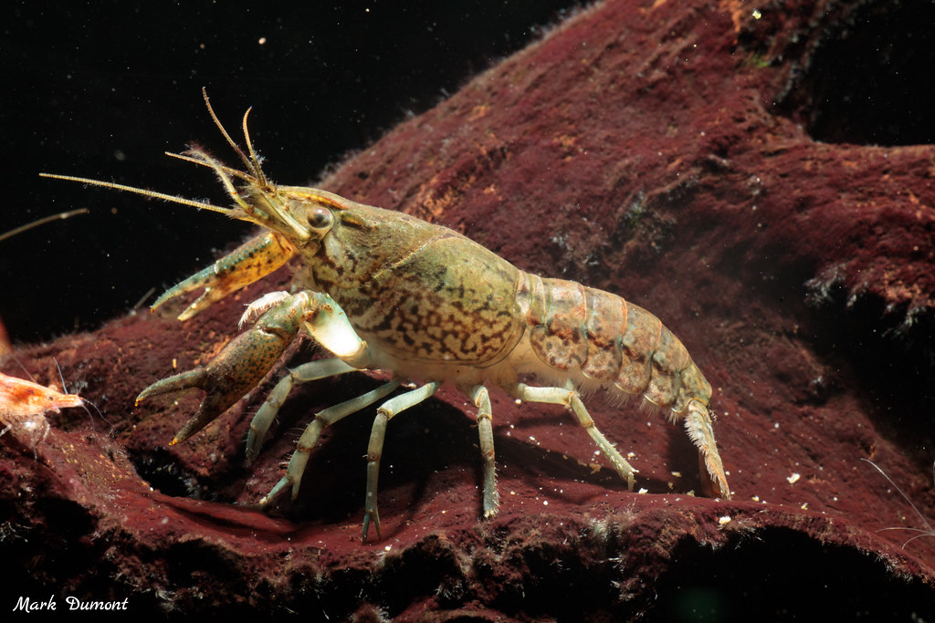 crayfish underwater