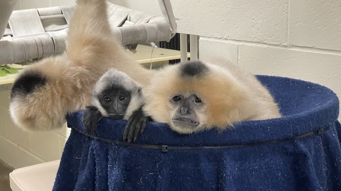 Baby Gibbon Adopted by Surrogate Moms Skittles and M&M
