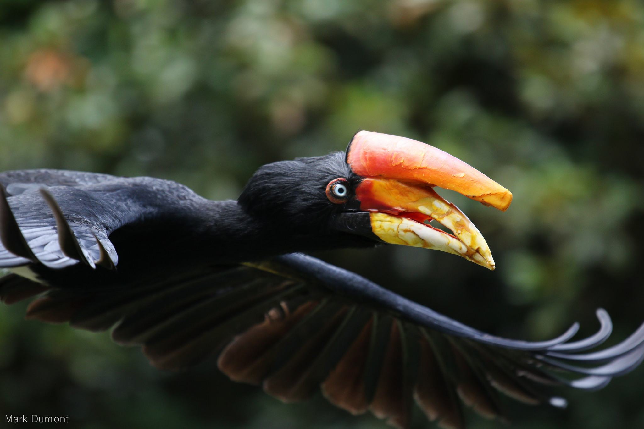 terri the rhino hornbill flying