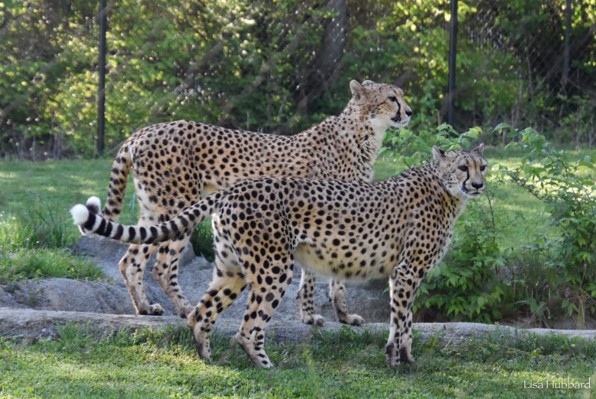 cathryn and willow cheetahs