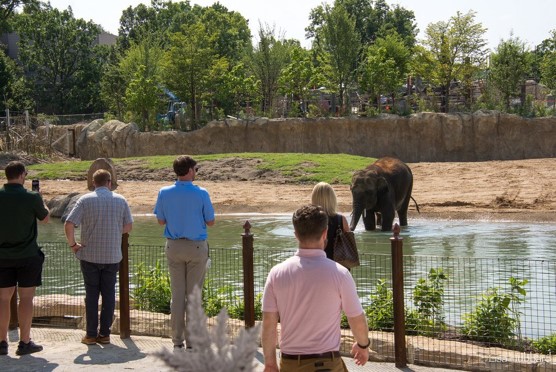 elephant trek