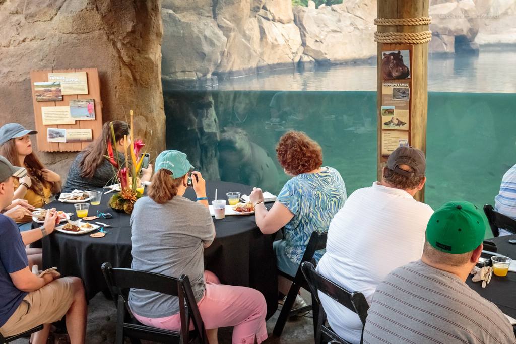 dining at hippo cove
