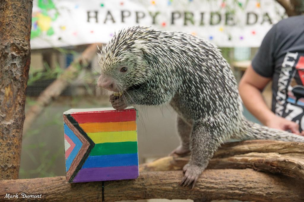 rico the porcupine with a cardboard box painted in pride colors